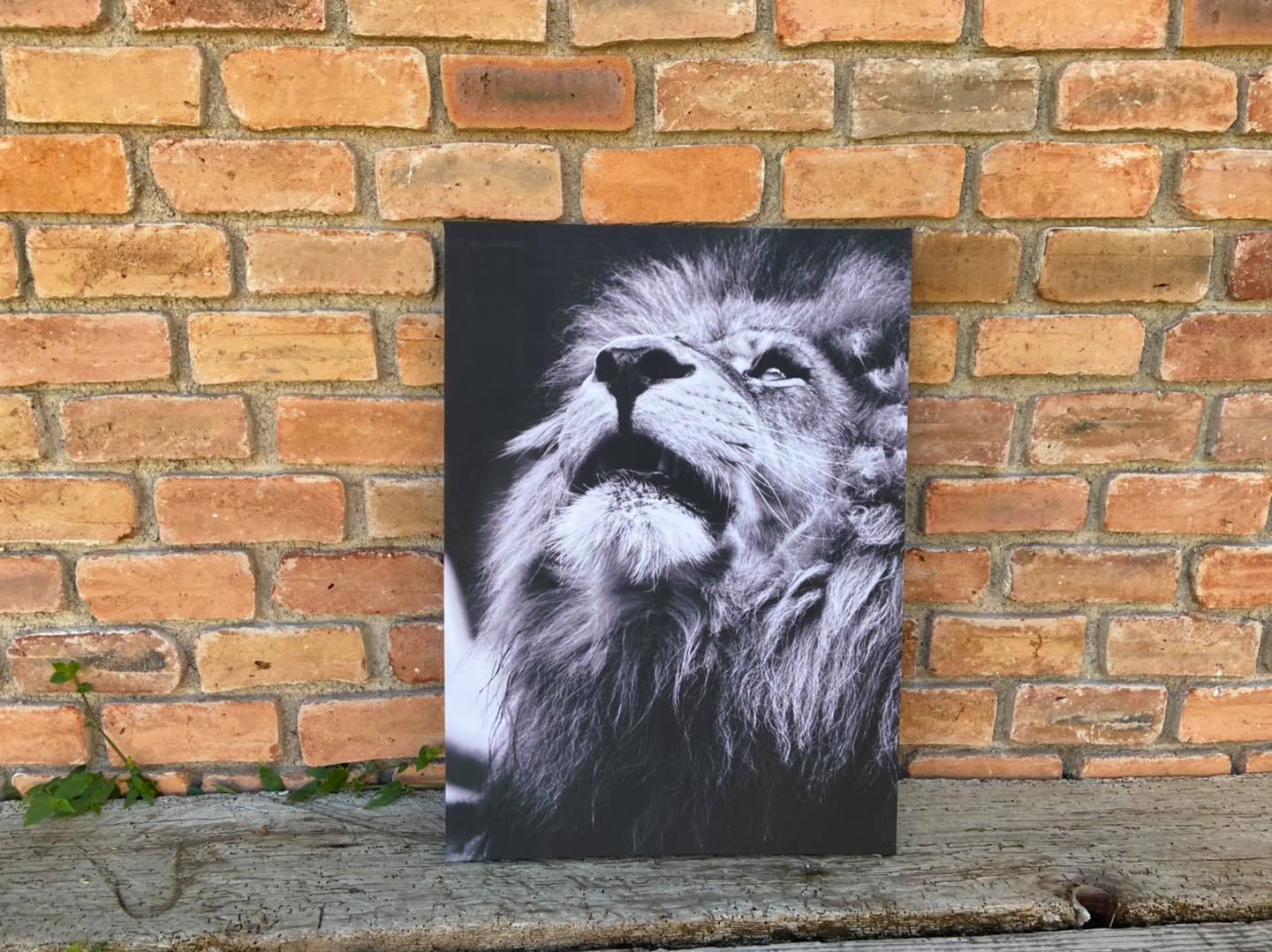 Rey en Blanco y Negro