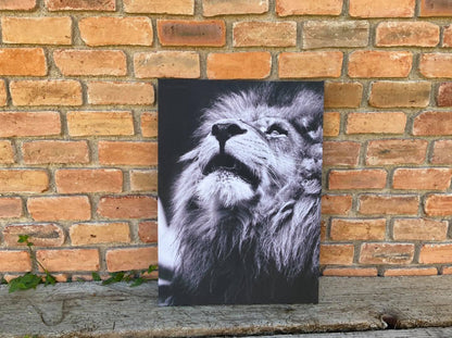 Rey en Blanco y Negro