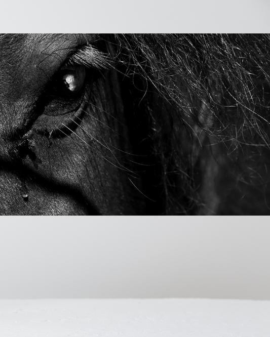 Caballo Plano Detalle