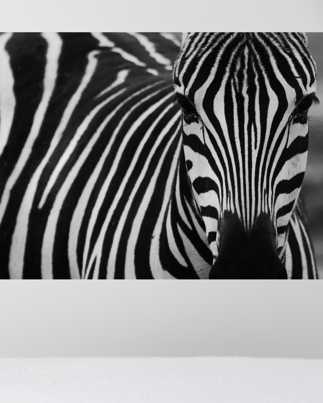 Primer Plano de Cebra