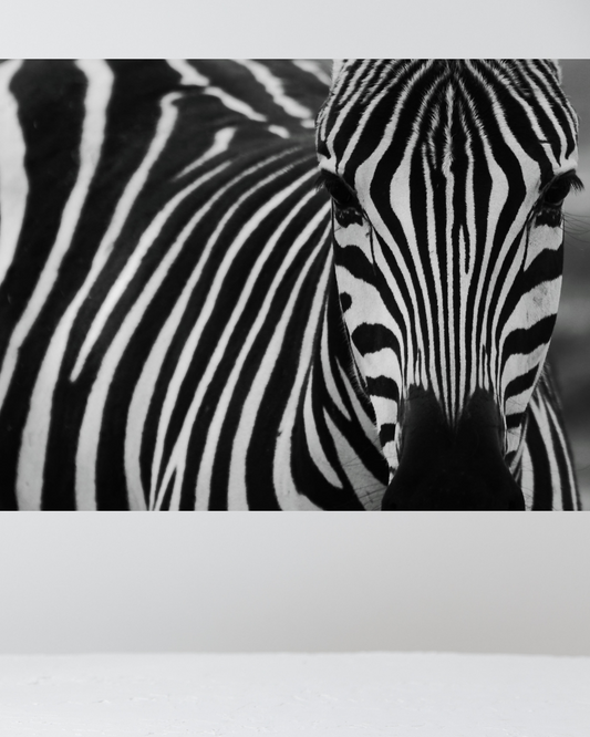 Primer Plano de Cebra