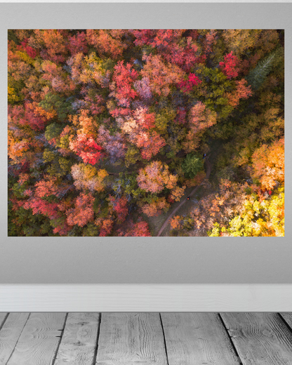 Copas de los Árboles