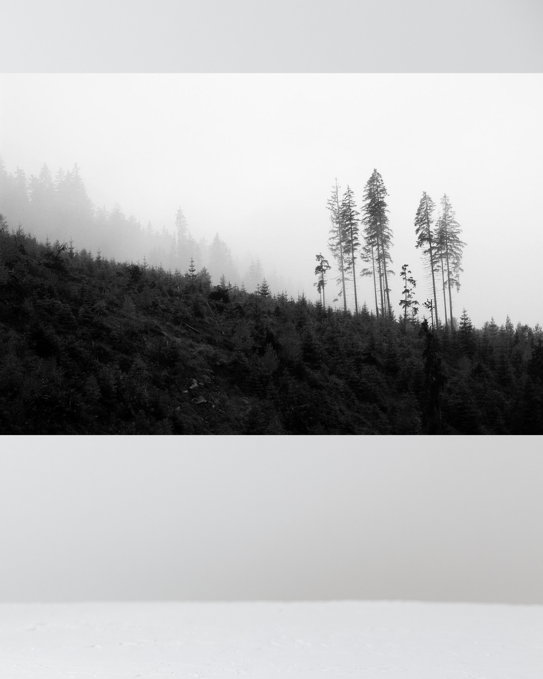 Árboles en la Montaña