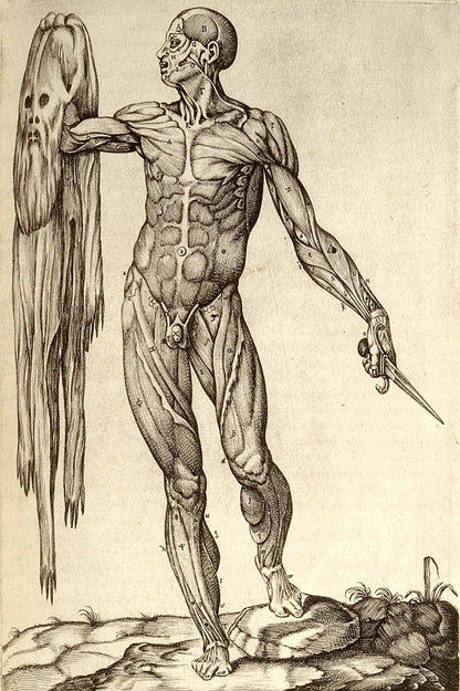 Anatomía del Cuerpo Humano, Juan Valverde de Amusco