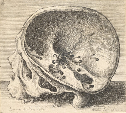 Cráneo Seccionado, Leonardo da Vinci
