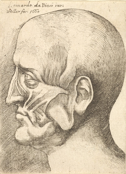 Ecorche Cabeza de un Hombre, Leonardo da Vinci