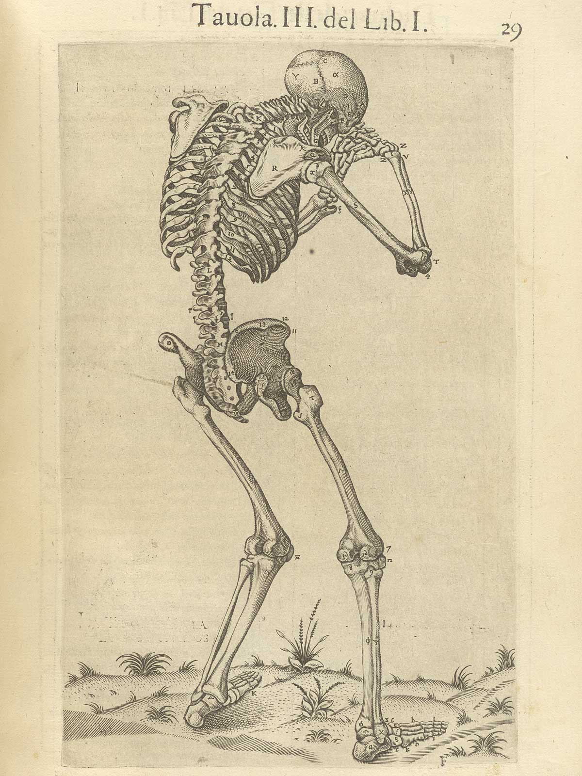 Esqueleto Humano, Juan Valverde