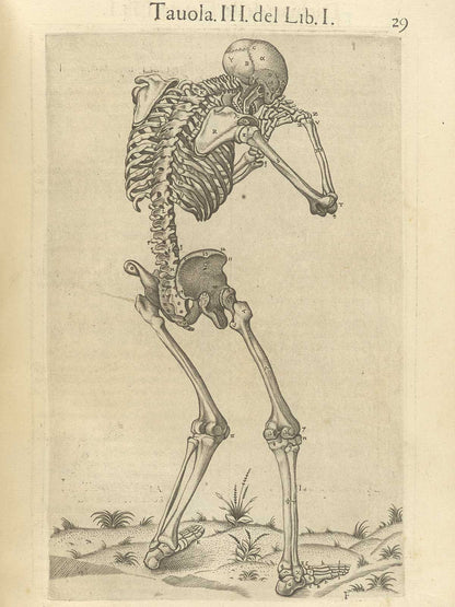 Esqueleto Humano, Juan Valverde