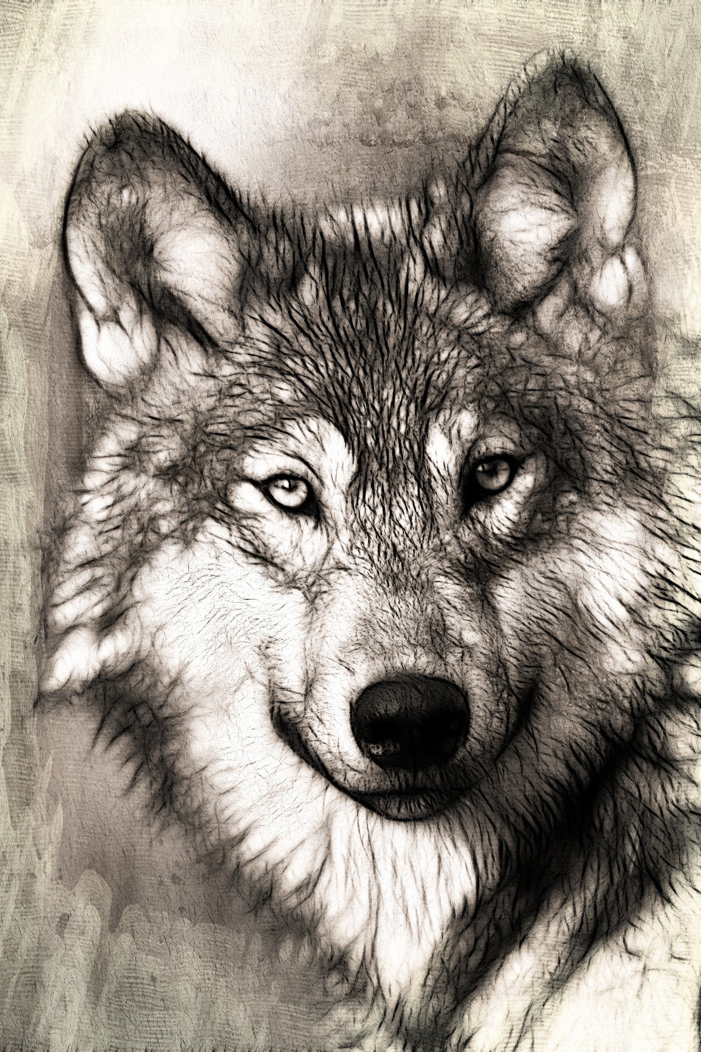 Ilustración de Lobo