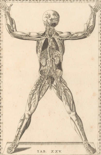 Tablas Anatómicas, Barth. Eustaquio