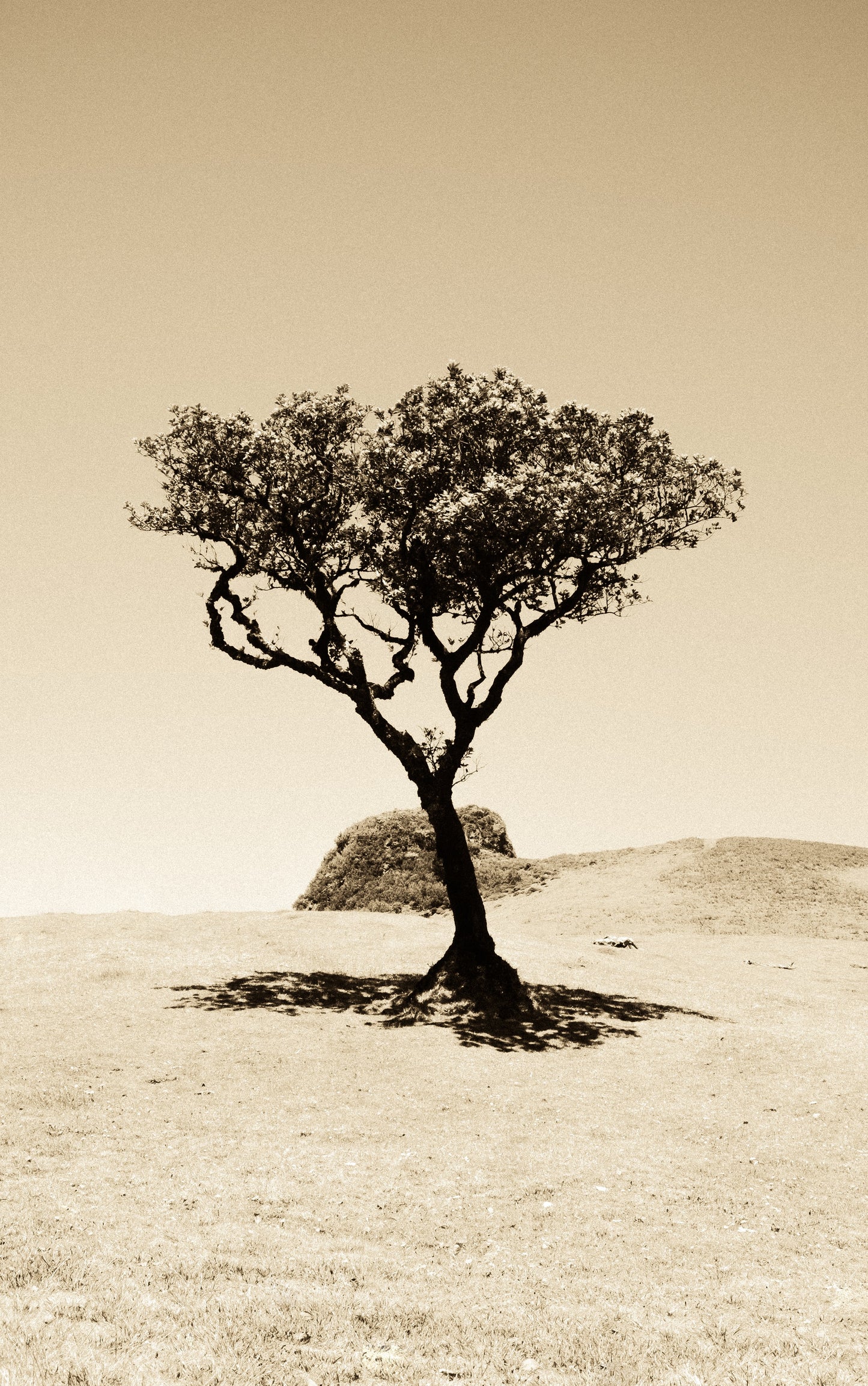 Árbol Solitario