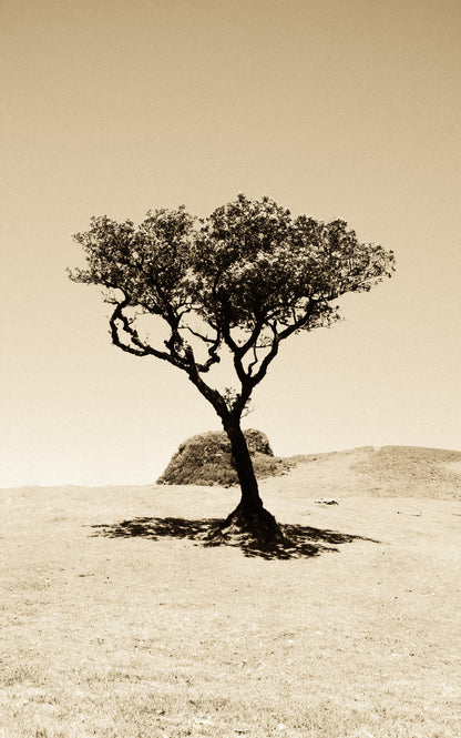 Árbol Solitario