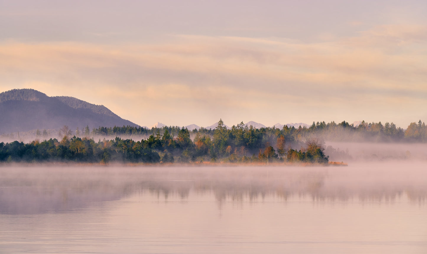 Árboles Bajo Neblina Rosa